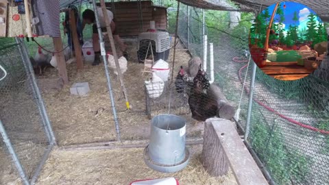 Chicken Live Stream