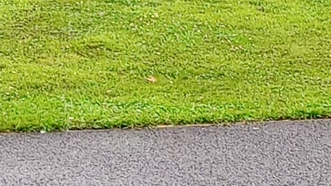 Dinosaur 🦖 Riding