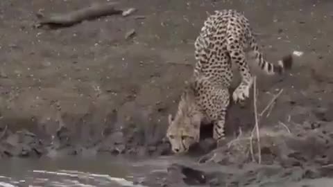 Nature is Brutal