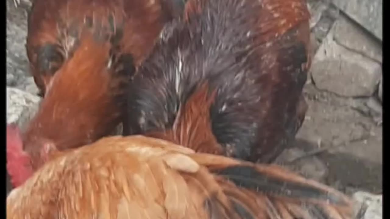 Farm chicken