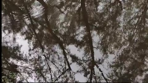 Daily Horoscope | Taurus 🌟