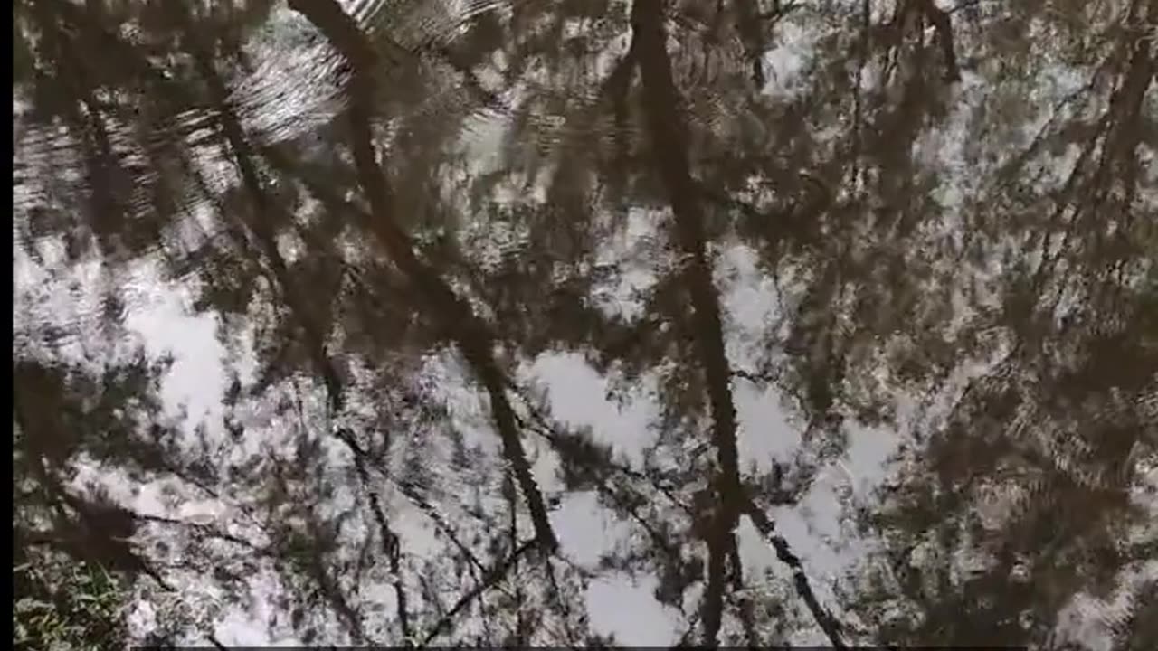 Daily Horoscope | Taurus 🌟