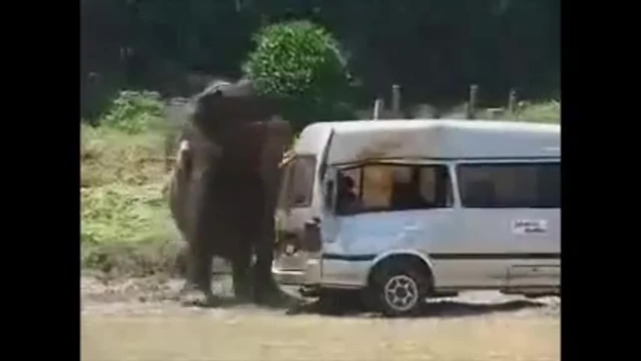 WILD LIFE