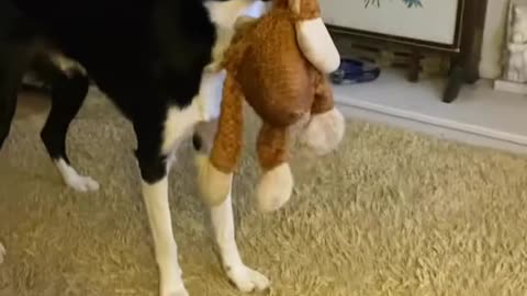 Dog's Comedy Videos 🤣 so cute videos 😍 funny videos 🤣