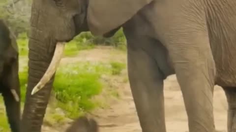 Helping Ele Kid when she falls