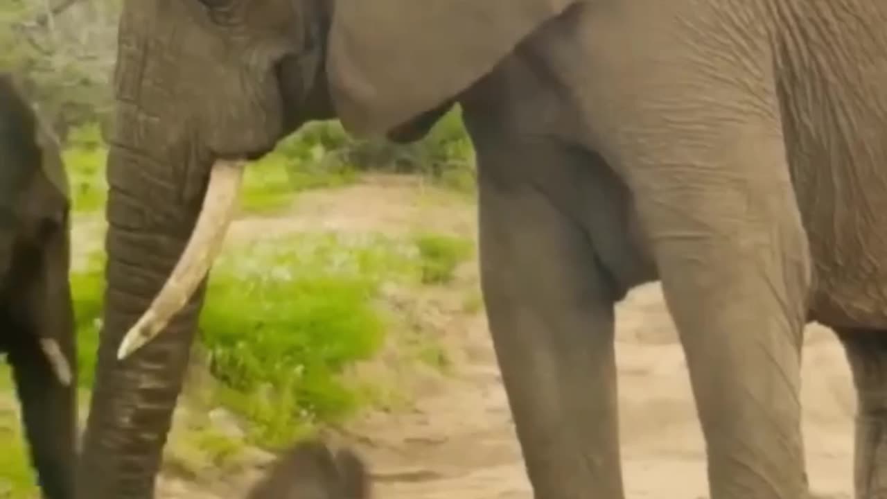 Helping Ele Kid when she falls