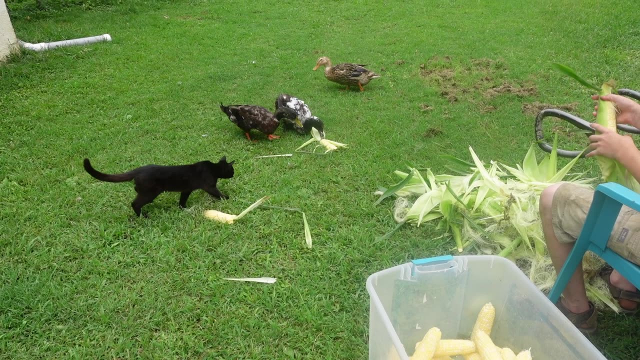 Harvesting corn and other vegetables from the garden