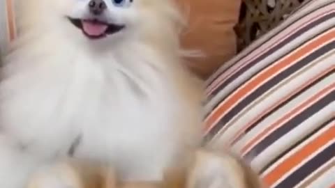 Funny Cute Puppies Mischief