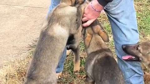 Dog's Comedy Videos 🤣 so cute videos 😍 funny videos 🤣 so cute picture 😍