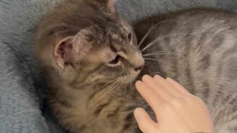 Wednesday Whiskers with SPH and a sleepy Tony and sometimes Normy. #funny #cats