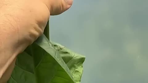Planting tobacco seeds