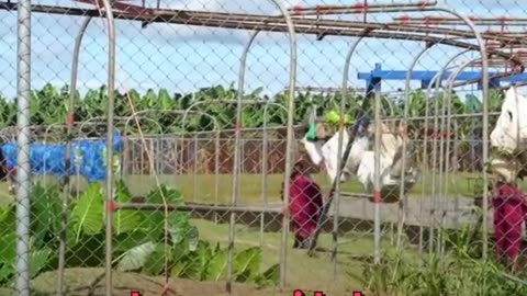 La otra cara de la piña