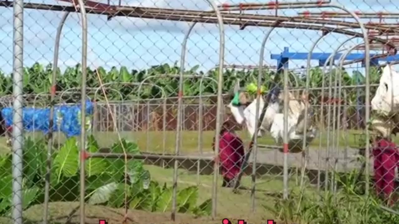 La otra cara de la piña