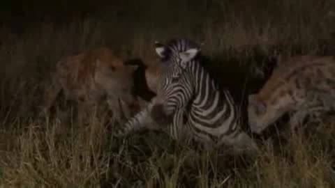 HYENAS Brutally EAT ZEBRA ALIVE! 😱 Graphic Wildlife Kill – Injured Zebra Stands NO CHANCE!🦓