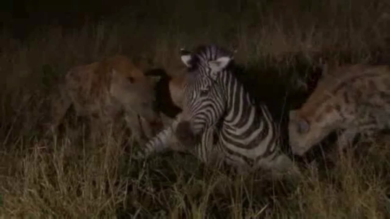 HYENAS Brutally EAT ZEBRA ALIVE! 😱 Graphic Wildlife Kill – Injured Zebra Stands NO CHANCE!🦓