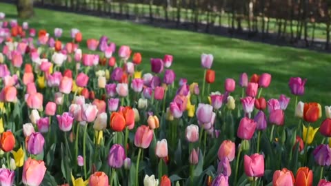 A Beautiful Day at Keukenhof 🌸 | Dutch Travel Experience