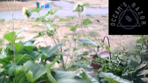Butch the Sunflower