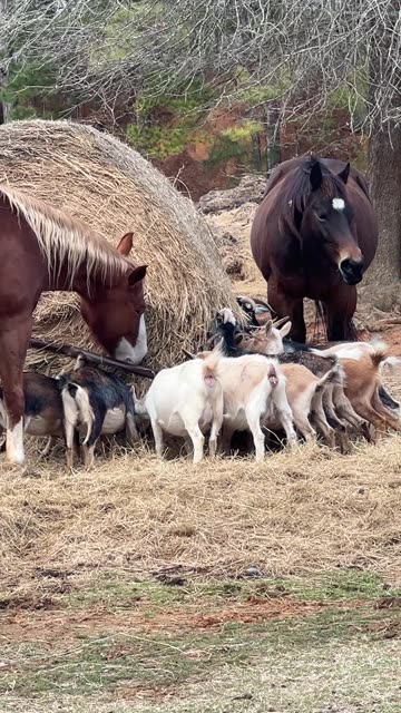 Nobody Eats Alone on the Farm