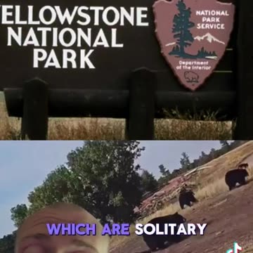 Animals In Yellowstone Park Are Migrating Out Of The Park