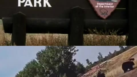 Animals In Yellowstone Park Are Migrating Out Of The Park