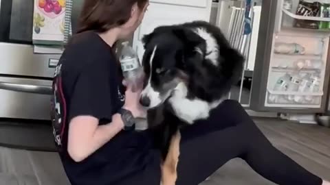 Service dog doing his job
