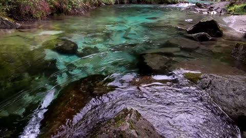 Forest Bathing Therapy Gentle Rain Sounds & Nature Walk Footage