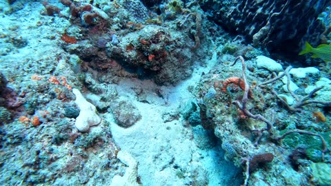Drift Dive with Narcosis Dive Company