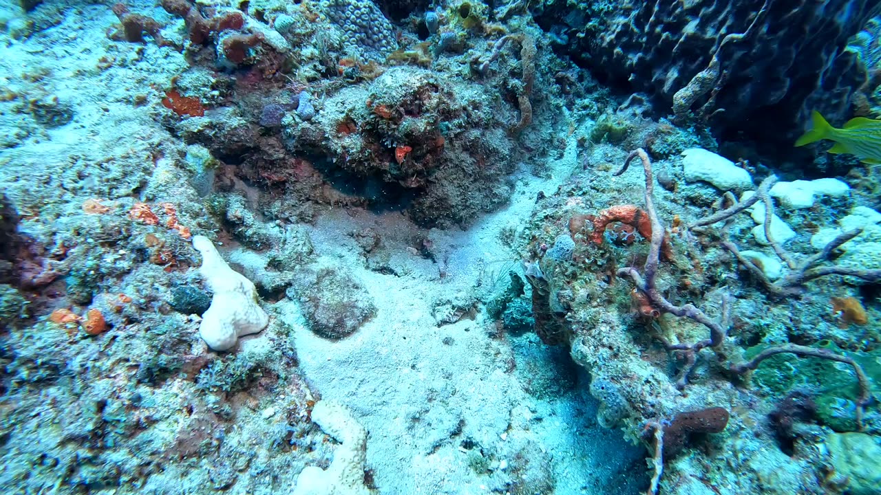 Drift Dive with Narcosis Dive Company