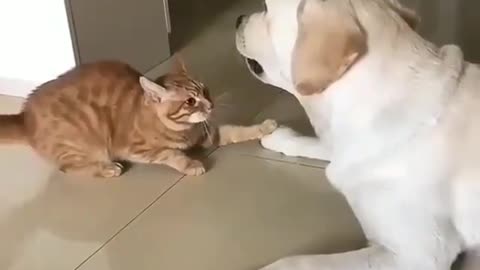 The cat is bothering the dog