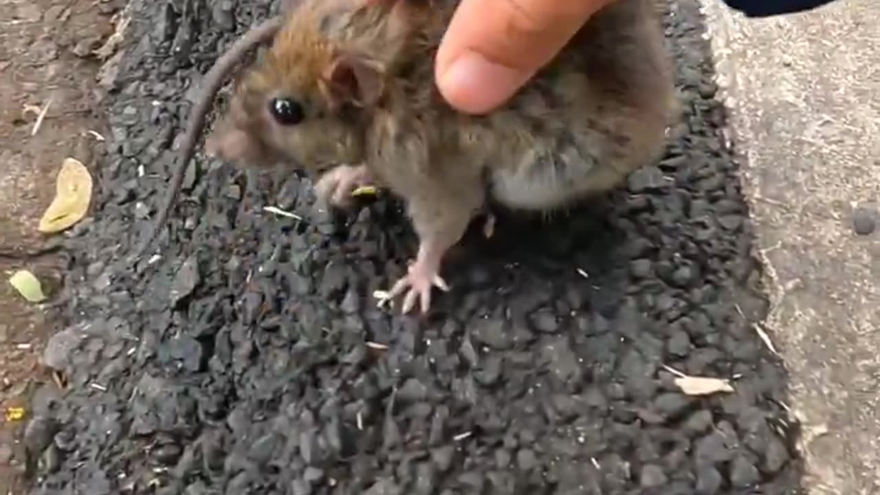 Mouse Rescue!