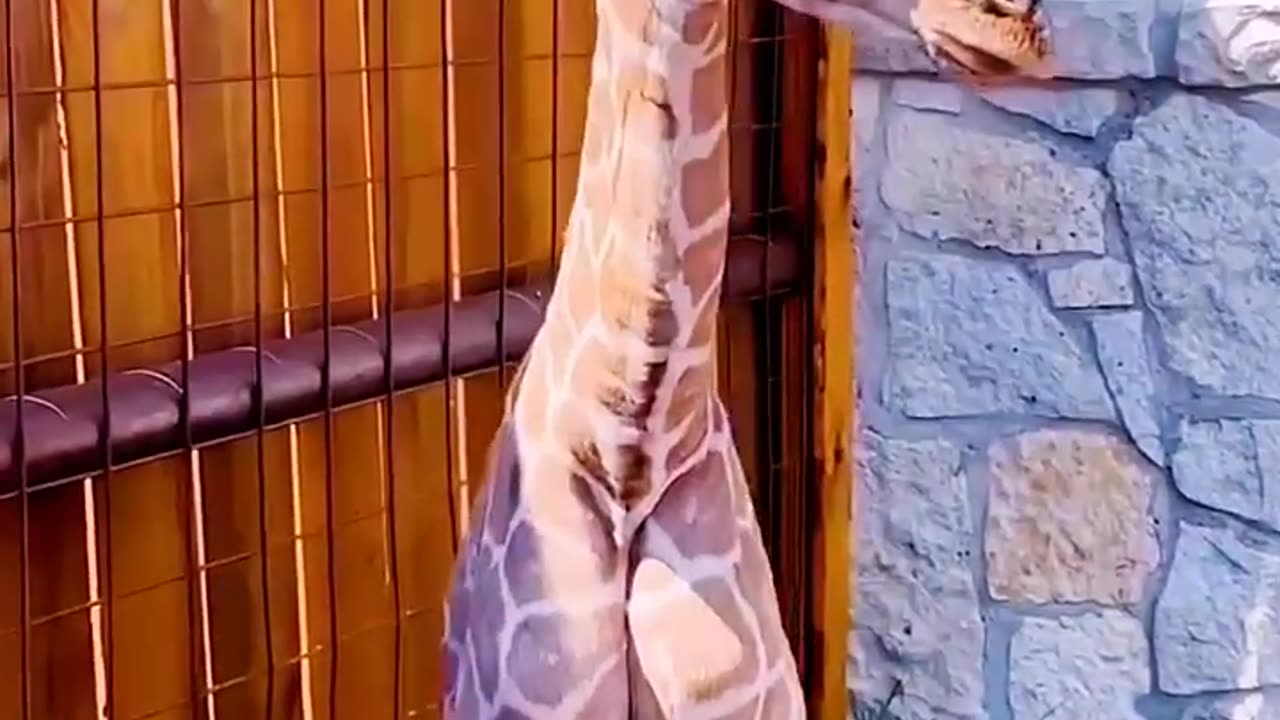 Growth That Will Shock You! Wild Animal 2