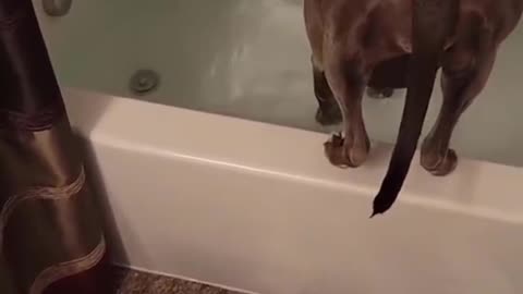 Funny video pets