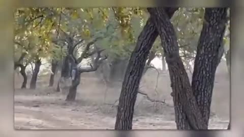 35 times animals messed with the wrong opponent. animal fights, animal encounters of the funny kind