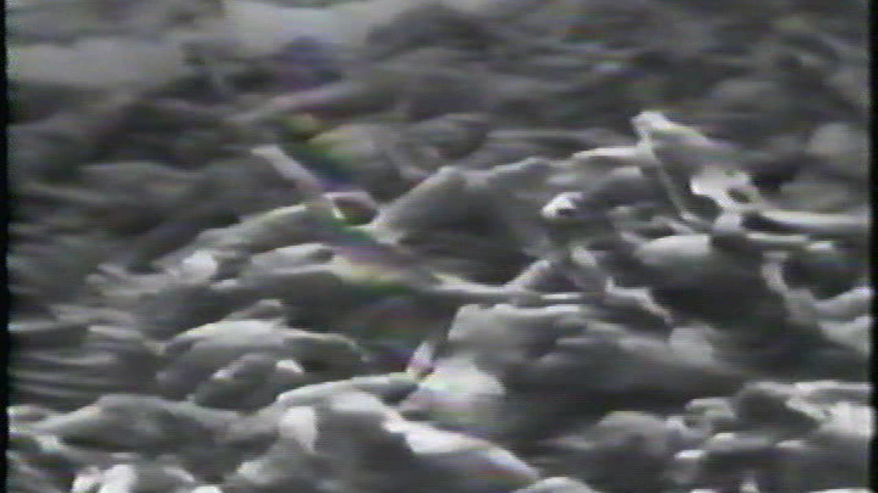 Premature Ejaculation - Not The Real Criminal (1989)