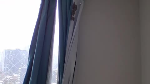 Potter Wasps Make Nest on Curtain