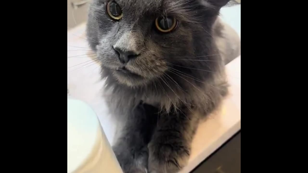 Pawsome Cat Chaos – Laugh-Out-Loud Compilation!