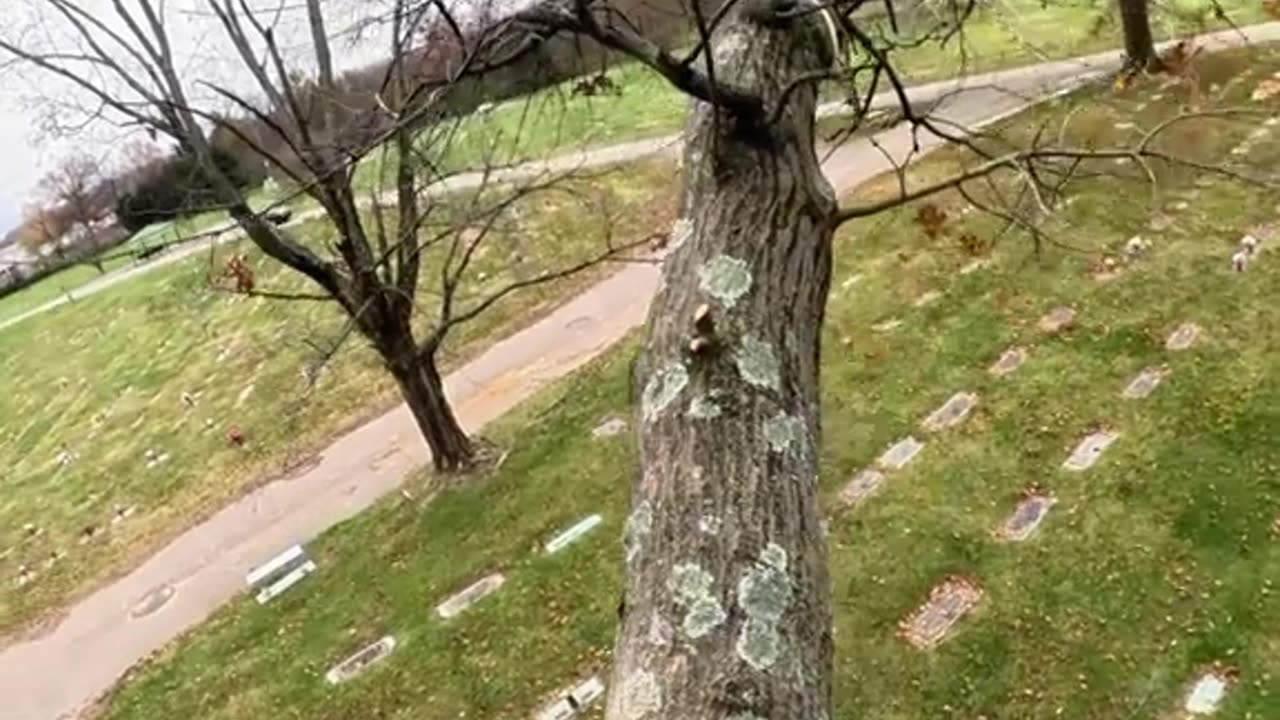 Cemetery limb