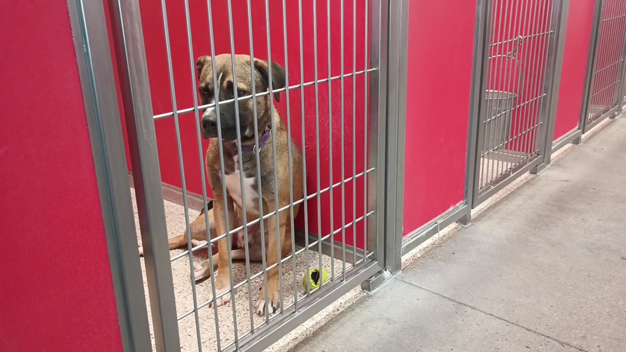 Leo-sat 2y A848795 Beans-restless but no bark 4y A861707 kennels 58&57 pod 2 PACC shelter20250716873