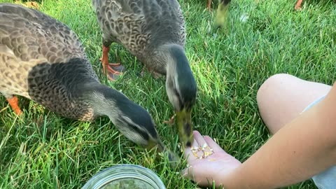Mia with Ducks