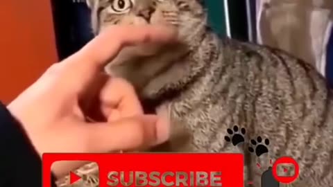 Adorable Pets Being Silly – Cutest Video Ever! 🐶🐱