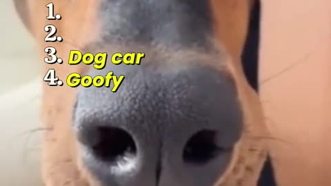 funny furry animal friends