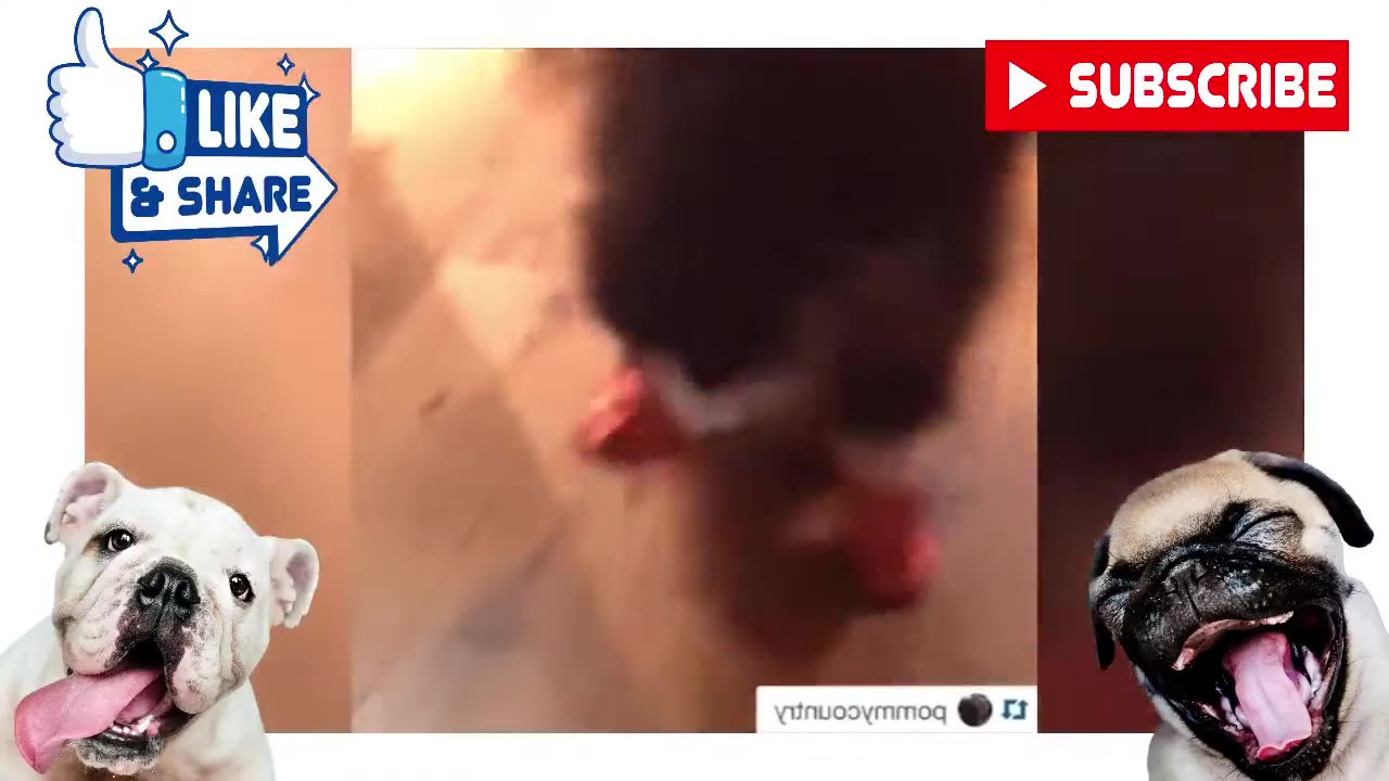Try Not to Laugh HARDEST! - Funny Dog Videos