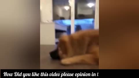 Funny animal videos