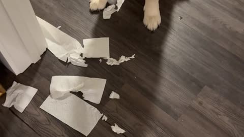 Mr. Knox the Golden Got Into Some Mischief