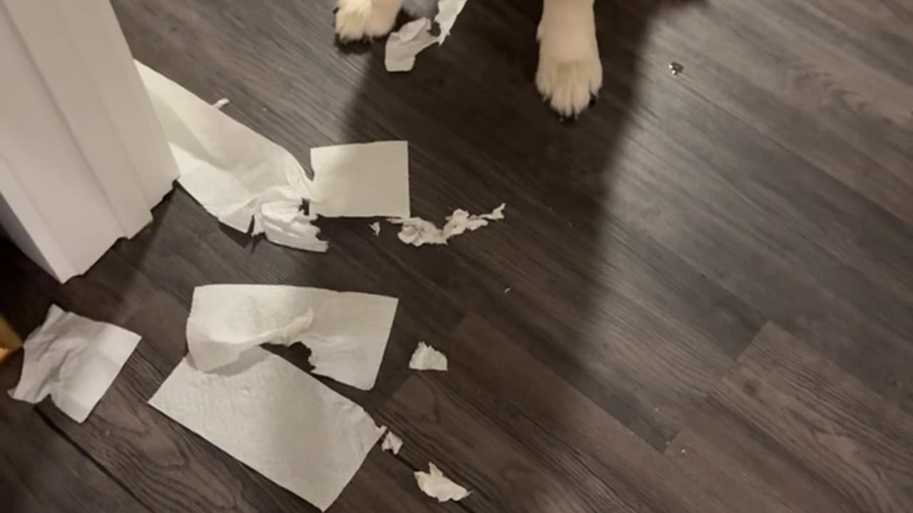 Mr. Knox the Golden Got Into Some Mischief