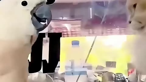 Cat And Dog Funny Moments😍🤣🤣