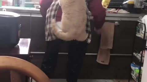 How your cat sees you