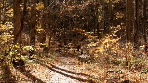 Daily Horoscope | Taurus 🌟