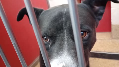 Oreo-black 1y A879594 Betsie-tanWhite 3y A880511 kennel 54 pod 2 HSSAZ shelter separated20251112596