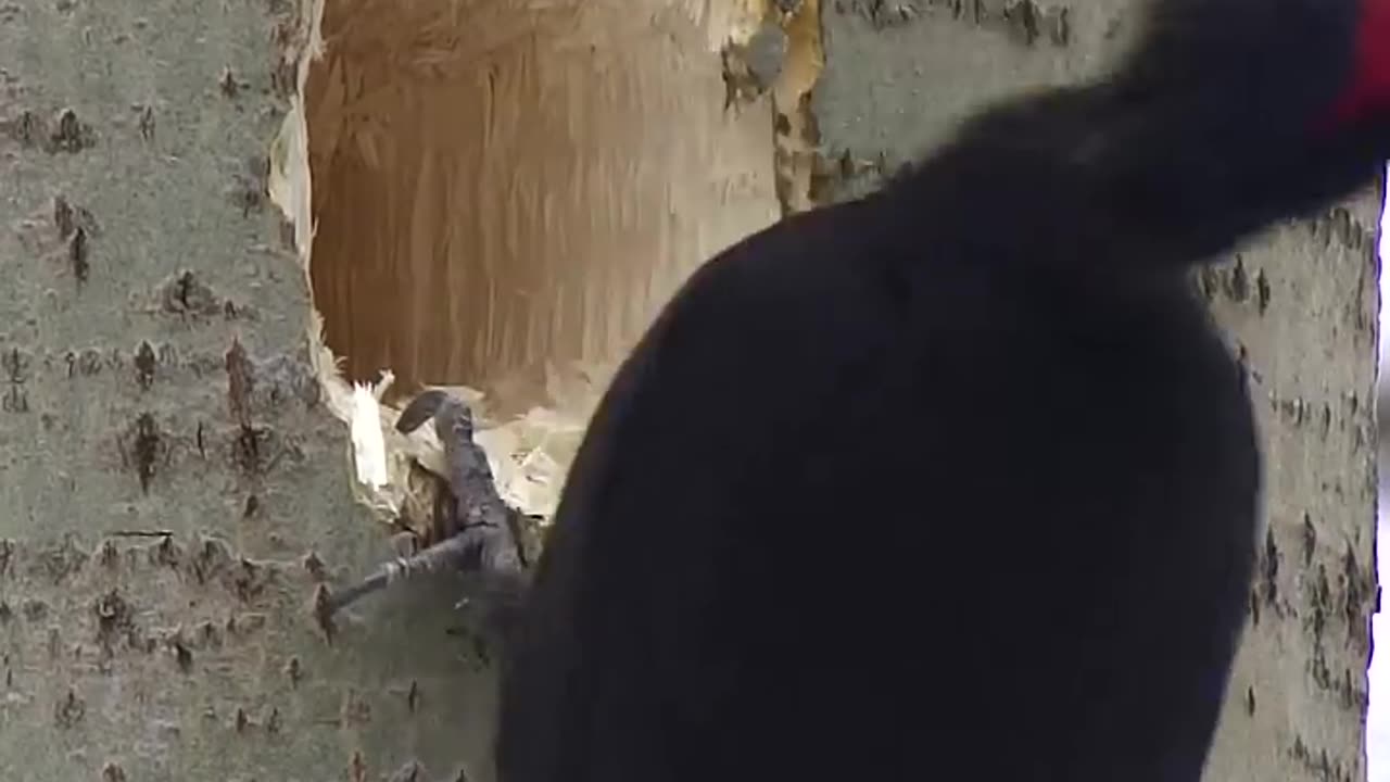 Best bird